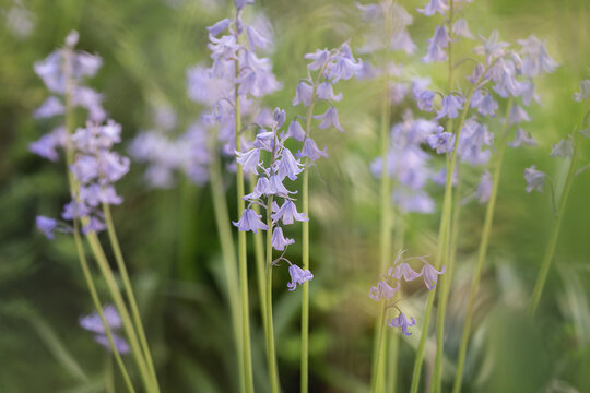 Englisches Hasengl&ouml;ckchen, - Hyacinthoides non-scripta