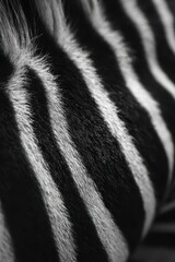 Obraz premium Macro close-up of zebra fur texture showing bold black and white stripes