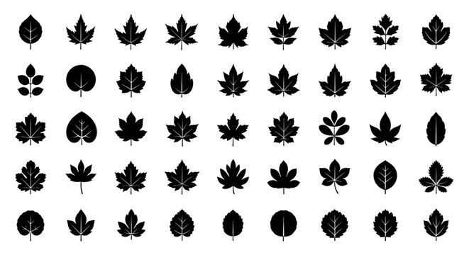 collection of diverse black leaf silhouettes isolated on a white background nature