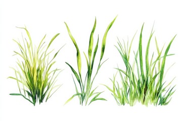 Fototapeta premium Three types of grass plants are shown on a white background