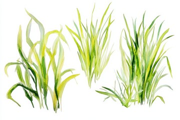 Fototapeta premium Various types of green grass in simple watercolor style on white background