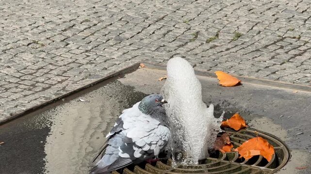 City pidgeon taking a bath in a fountain