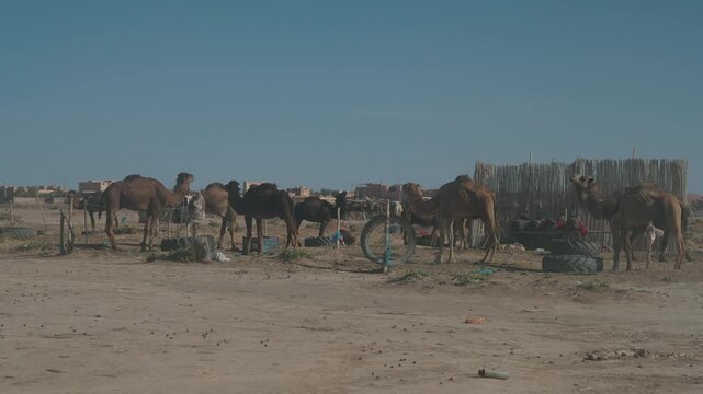Herd of camels gathered near reed fence enclosure on sandy ground with town in background