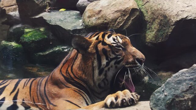 Majestic tiger resting on rocks and yawning, showing its large fangs and pink tongue. Authentic wildlife behavior from a powerful big cat in a naturalistic zoo enclosure