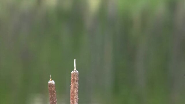 Close view of female red winged blackbird perched on cattail reed in marsh wetland at Point Pelee Canada with soft green background creating calm natural wildlife scene
