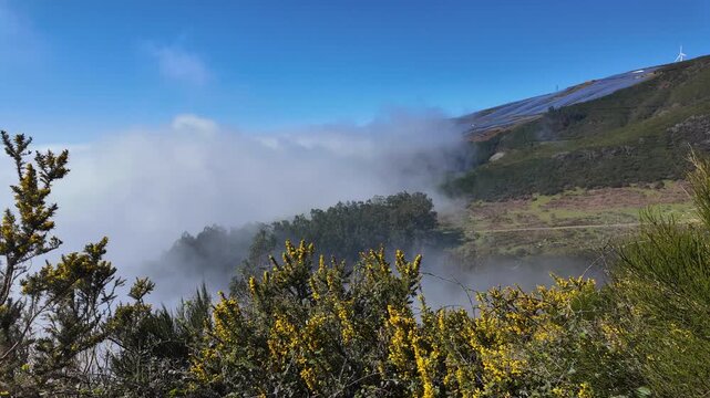 Static shot captures a misty valley with yellow gorse shrubs and clouds rolling over the Paul da Serra plateau in Madeira.