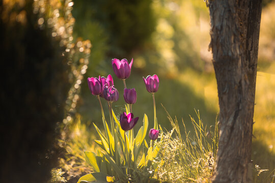 Lila Tulpen im sonnigen Garten