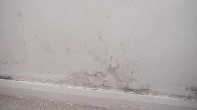 Mould grows on a wall caused by damp in a UK house.