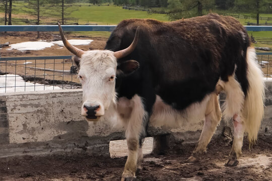 cross between a cow and a yak - the northern breed of cows