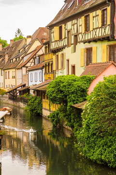 Swan swimming in the Lauch river at sunset in Colmar, France