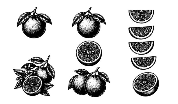 Hand drawn orange engraving vector set with whole and sliced citrus fruits and leaves in vertical layout
