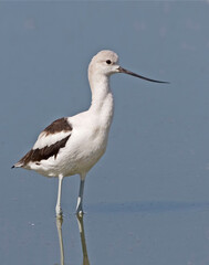 Obraz premium Vertical of an American Avocet, Recurvirostra americana