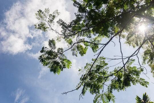 The natural beauty of the Indonesian mountains with beautiful tropical forests at sunrise
