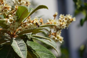 Fototapeta premium Loquat or Eriobotrya japonica tree flowers, in autumn, and a honey bee, or Apis mellifera, in Glyfada, Greece