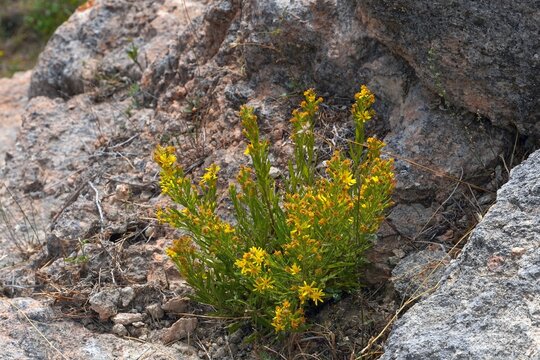 False yellowhead, or woody, or sticky, or yellow fleabane, or Dittrichia viscosa, wild plant