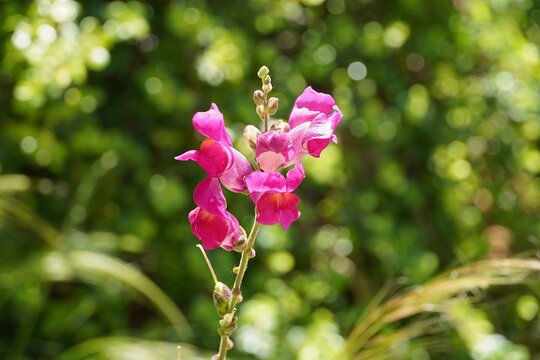 Snapdragon, or Antirrhinum majus, pink flowers