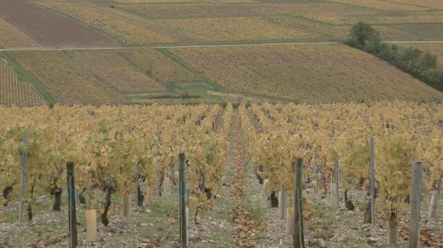Golden autumn vineyards in Chablis, France