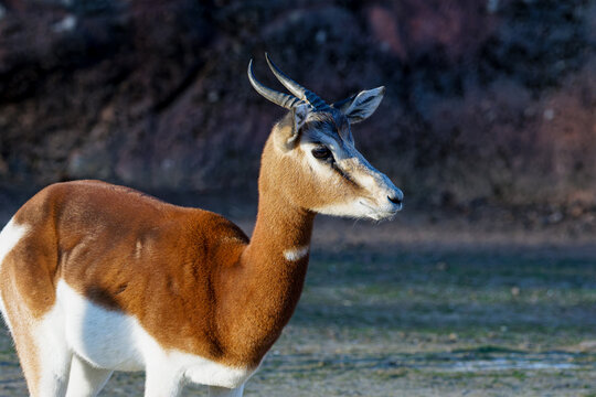 Close-up side profile of a pronghorn antelope in natural habitat, brown and white coat, small horns, soft background, wildlife portrait in daylight, antilope cervicapra