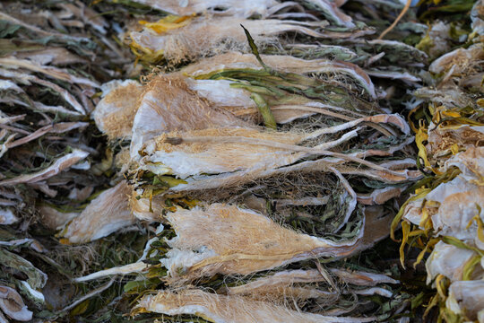 Dried night-blooming cereus flowers providing traditional herbal medicine