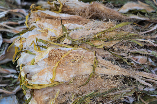 Dried night-blooming cereus flowers providing traditional herbal medicine