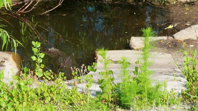 american alligator mother with hatchlings in florida pond