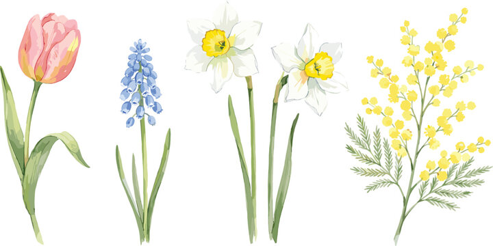 Watercolor Spring Flower Set with Pink Tulip, Blue Muscari, White Daffodil, and Yellow Mimosa Botanical Illustration on White Background