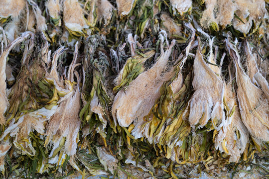 Dried night-blooming cereus flowers providing traditional herbal medicine