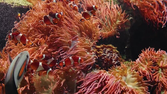 A vibrant Ocellaris clownfish (Amphiprion ocellaris) swims among the waving tentacles of a magnificent sea anemone in a coral reef habitat.