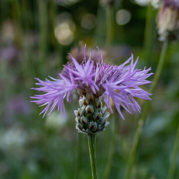 Purple knapweed flower (Centaurea jacea) in summer meadow, close up