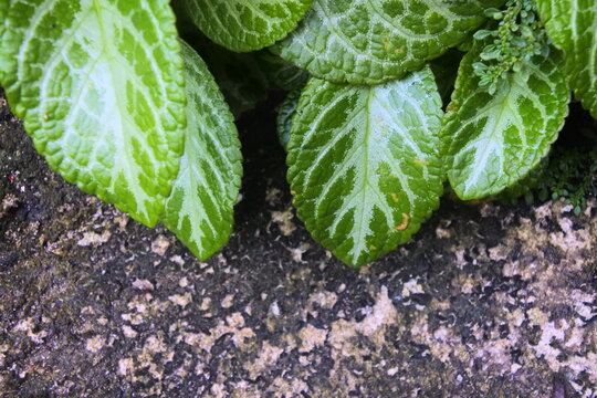 Close up of Episcia cupreata leaves with silver veins on dark textured ground.