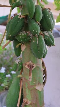 close-up of small green papayas on a tree infested with white mealybugs