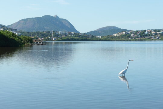 Lago da piratininga em Niter&oacute;i, com uma gar&ccedil;a branca.