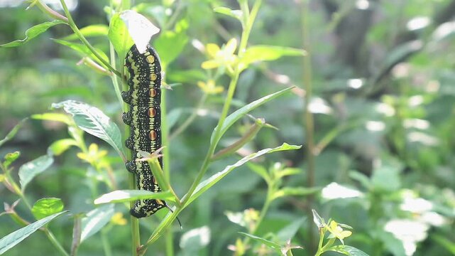 Black and yellow hawk moth caterpillar crawling on a green plant stem, details of the insect's skin and its characteristic tail horn