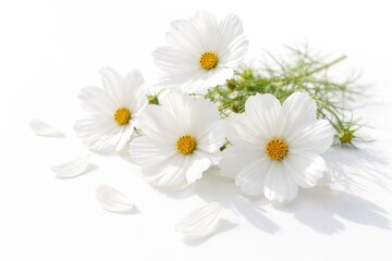 Fototapeta premium White Cosmea blossoms carefully placed on a bright white backdrop emphasizing natural elegance