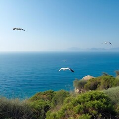 Fototapeta premium Seagulls flying over a landscape of nature and sea.