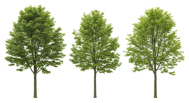 Set of Acer campestre (known as the field maple) frontal street trees isolated png on a transparent background perfectly cutout