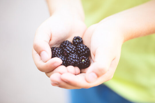 Close-up of a boy holding a handful of fresh blackberries