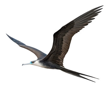 Frigatebird flying with wings spread as isolated element
