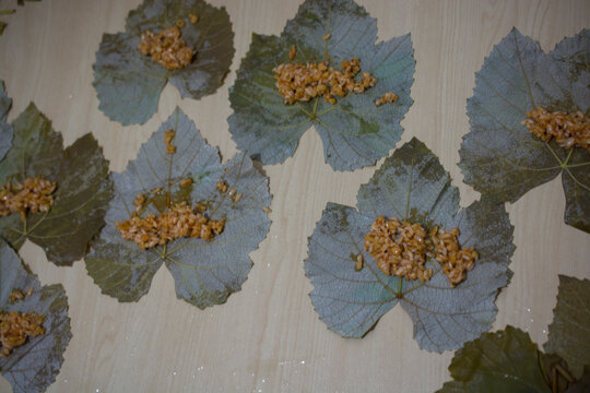 Preparing stuffed vine leaves with rice and meat, or traditional Sarma