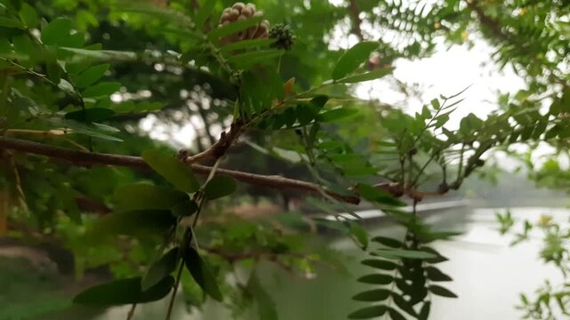 Closeup of a tree branch with globose flower buds and bipinnate leaves against a blurred lake background