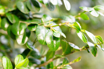 Fototapeta premium Fresh green buxus sempervirens leaves. Close-up of evergreen bush boxwood in the nature. Concept: Greenery, natural pattern, nature texture