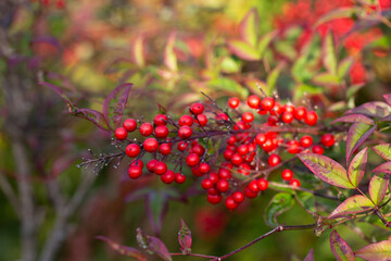 Obraz premium Red ripe berries on a branch in a blurred garden background. Nandina domestica in January. Natural berry red background.