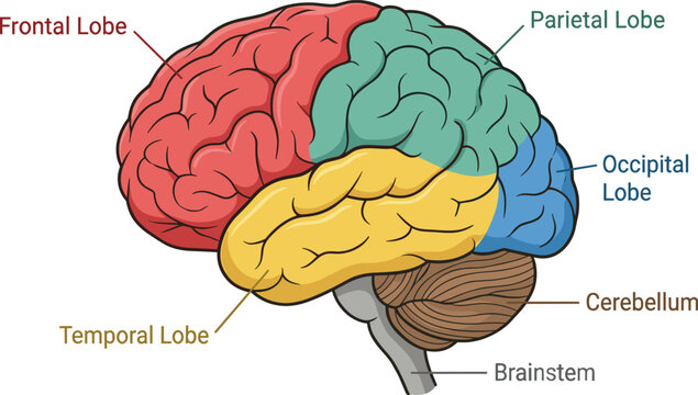 Human brain anatomy diagram with color-coded lobes and labeled regions for educational and medical use