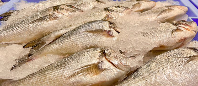 Fresh gilthead seabream Sparus aurata on ice in seafood market display, raw whole fish with crushed ice, Mediterranean cuisine, commercial fishing and fresh seafood.