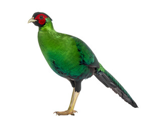 Fototapeta premium Green Pheasant, japanese bird isolated on transparent png