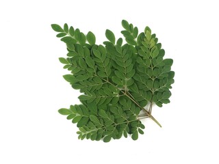 Fototapeta premium A single branch of fresh green moringa oleifera leaves isolated on white background. Ideal for themes involving herbal medicine and healthy supplement