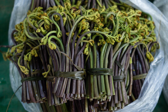Bundles of fresh fiddlehead ferns ready for cooking
