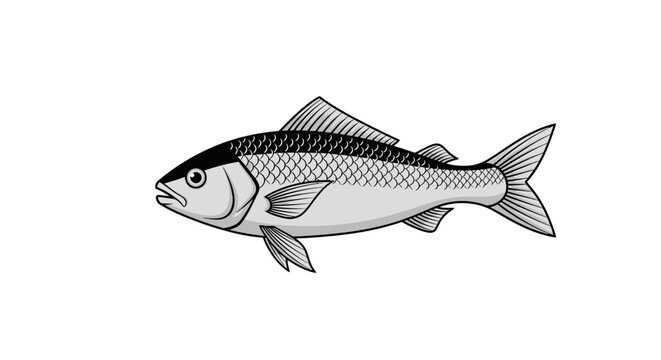 Fresh raw silver carp and mackerel seafood isolated on a white background as a healthy freshwater catch featuring detailed fins and tails for nature or food illustrations