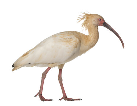 crested ibis (Nipponia nippon) isolated on transparent png