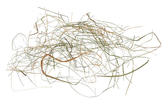 Scattered straw grass isolated on a transparent background. Top view. PNG.